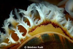 Gills of mussels by Brocken Rudi 